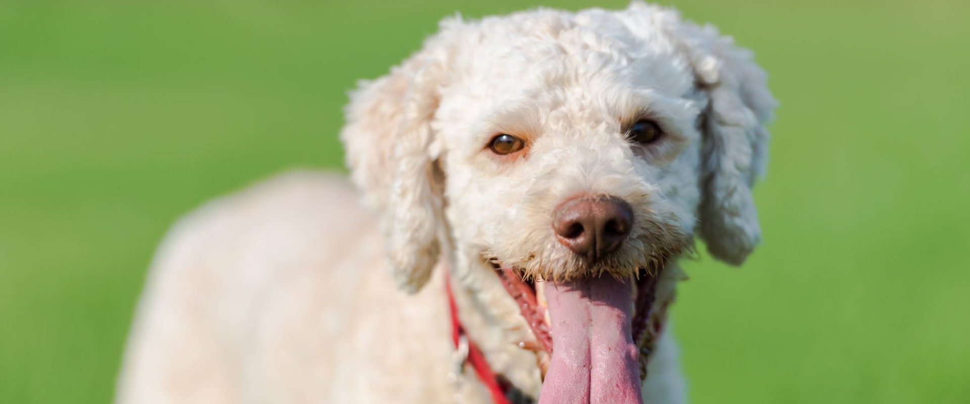 What is the most rare dog name?
