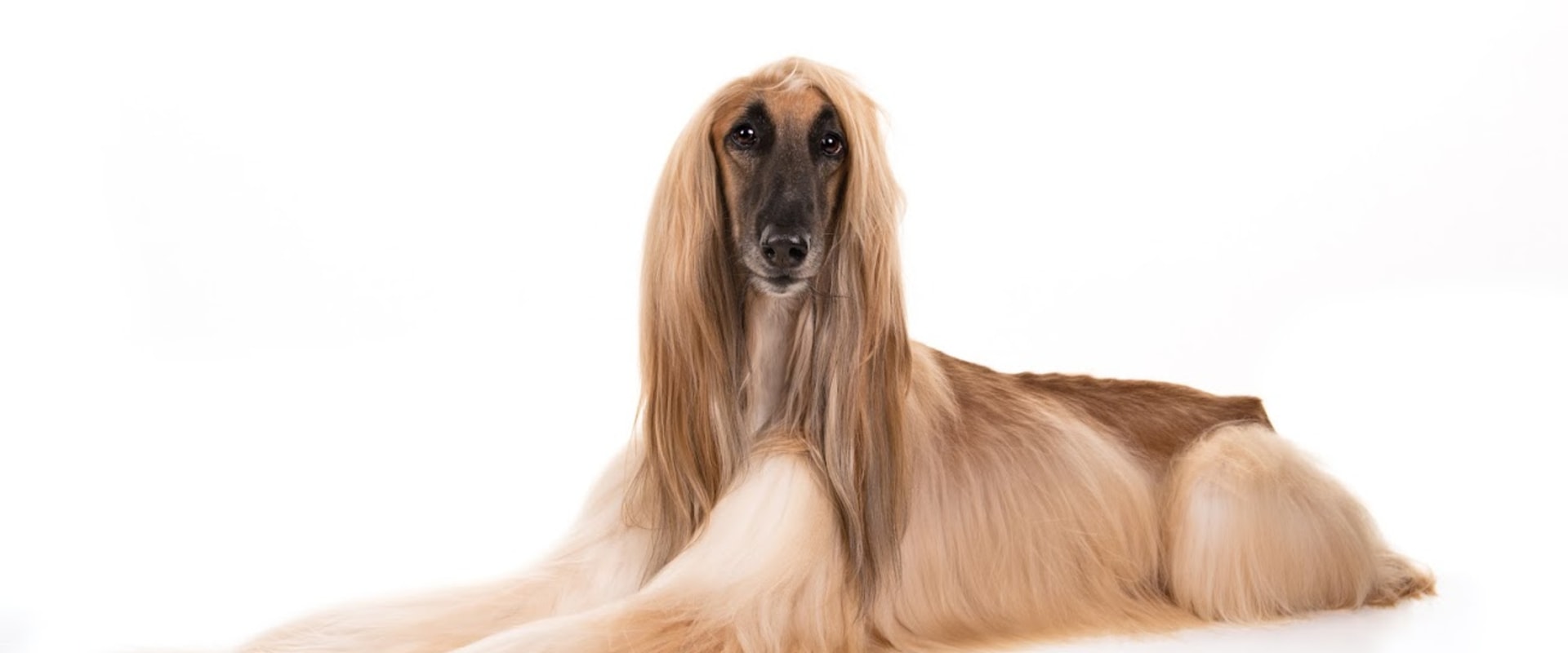 What is the best dog to own in a family?