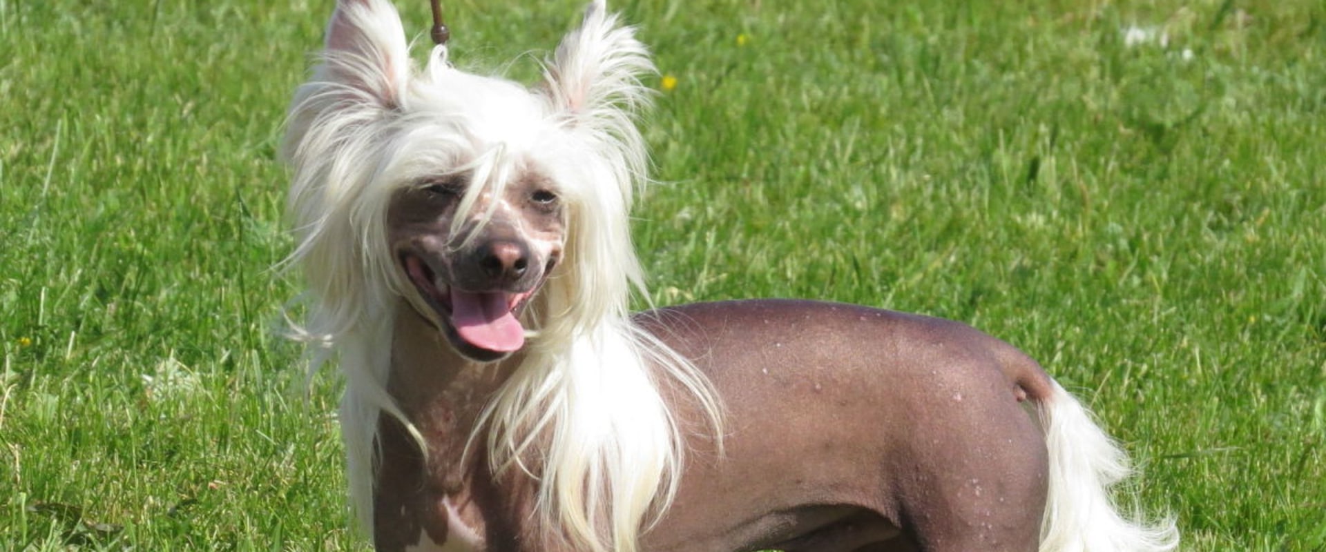 What is the weirdest dog name?