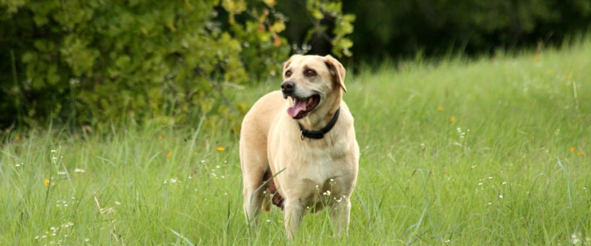 What are the 10 most popular dog?