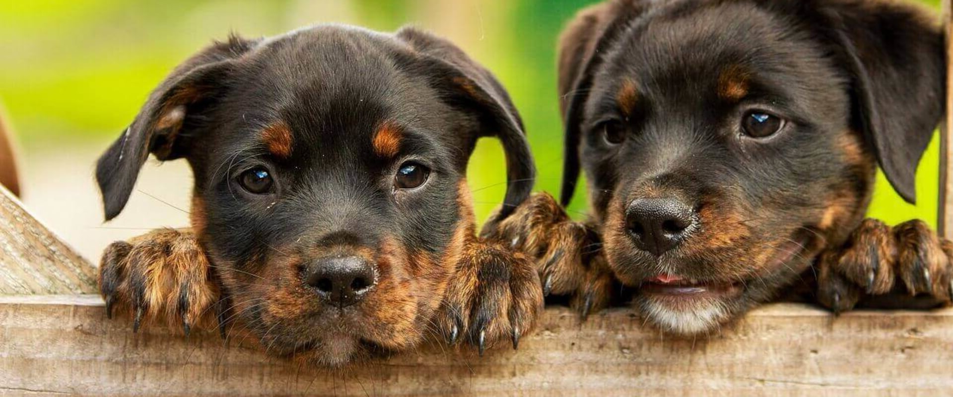 What's the best dog name ever?