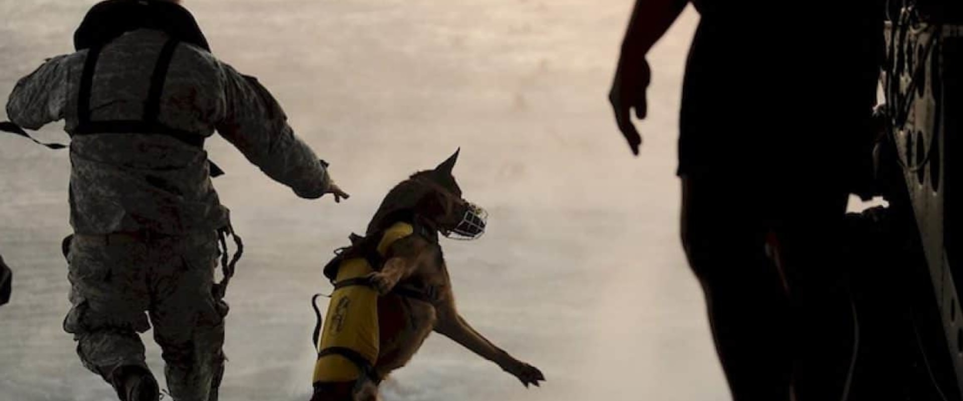 What dog name means warrior?