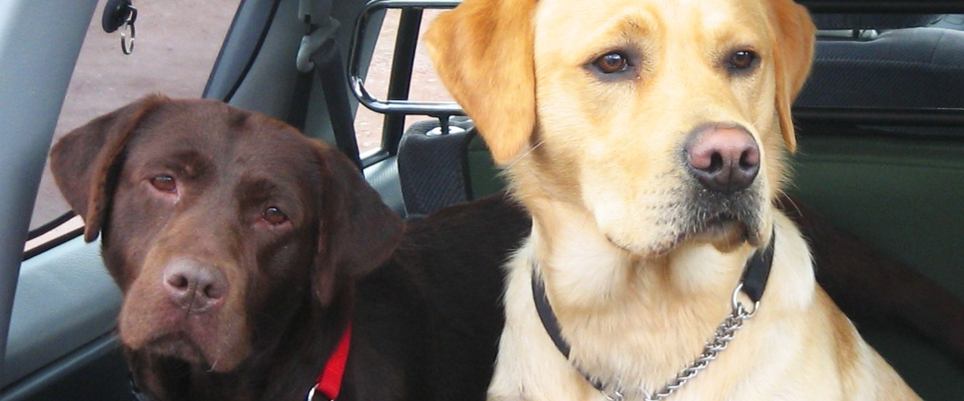 What is the best dog to own as a pet?