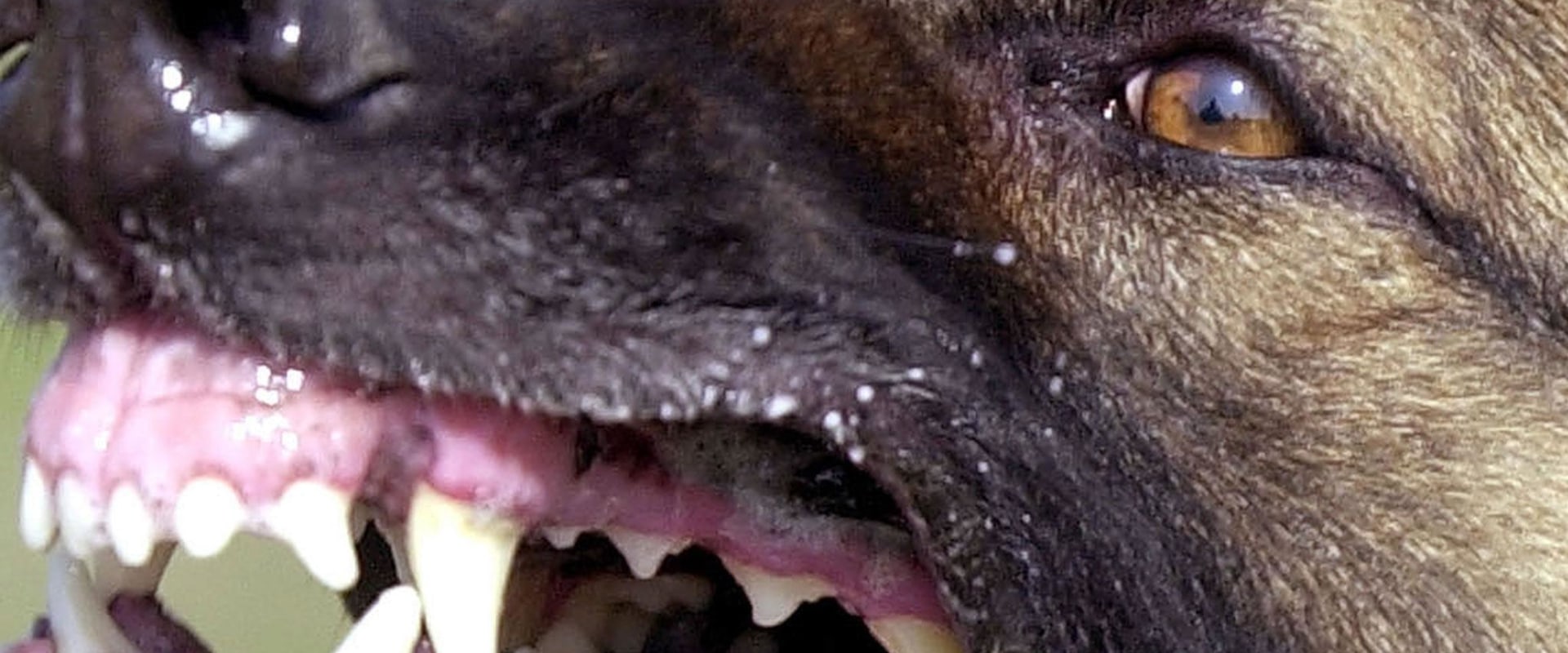 Which dog breed bites the most?