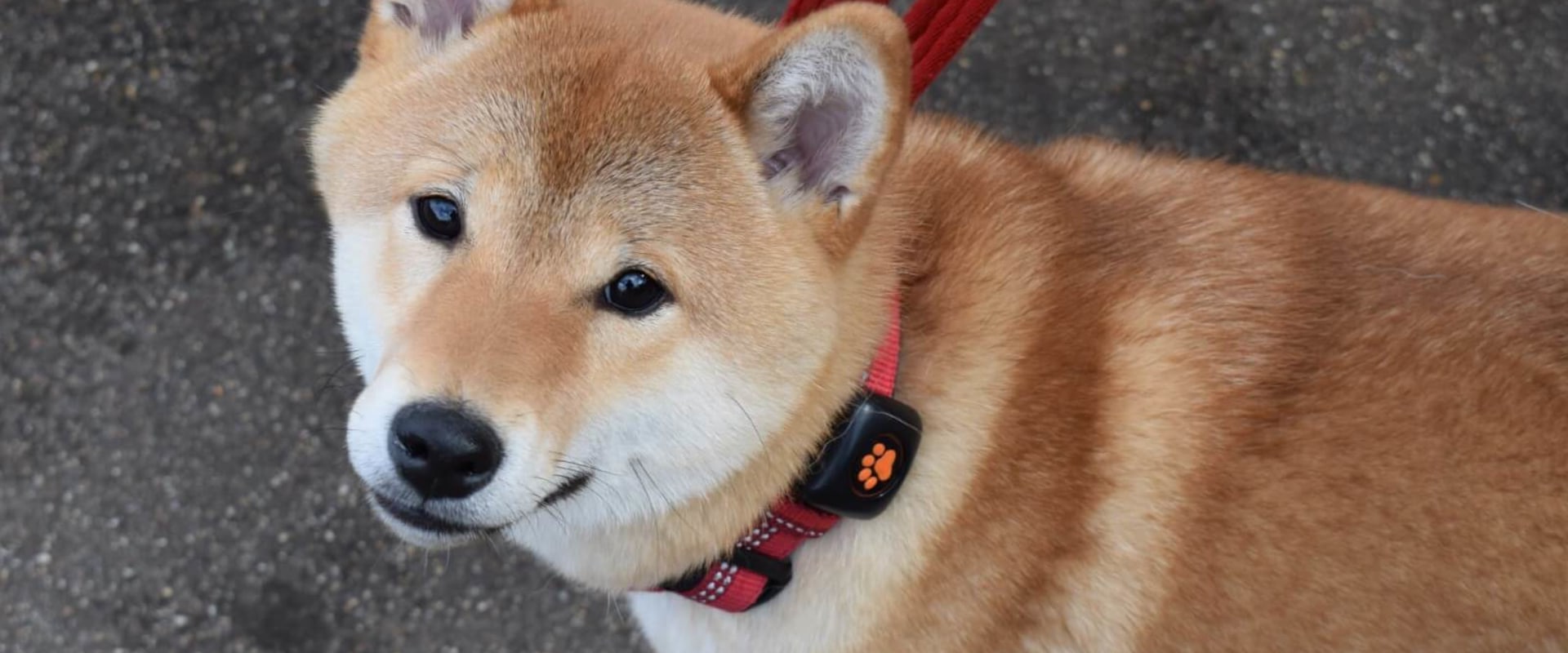 What is the most low maintenance dog?
