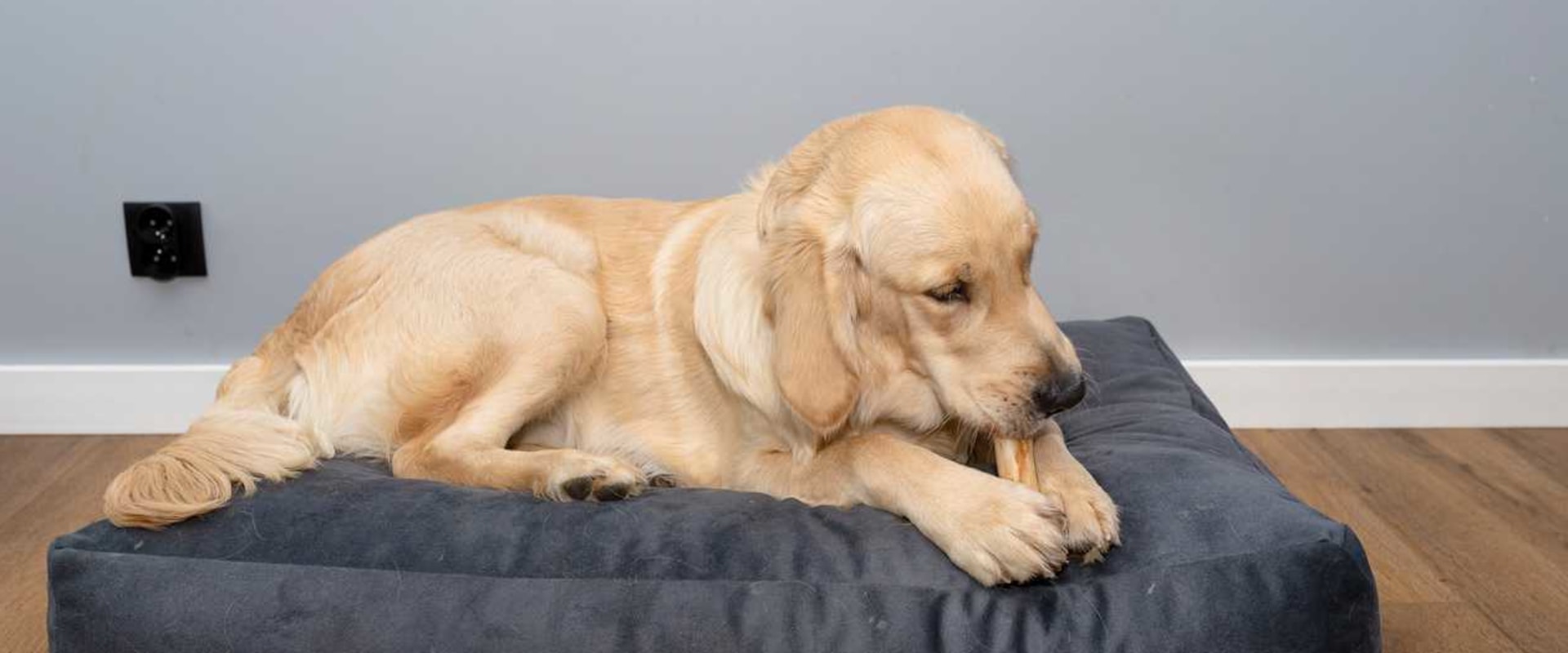 The Ultimate Guide to Dog Bedding: Exploring Comfort, Style, and Durability