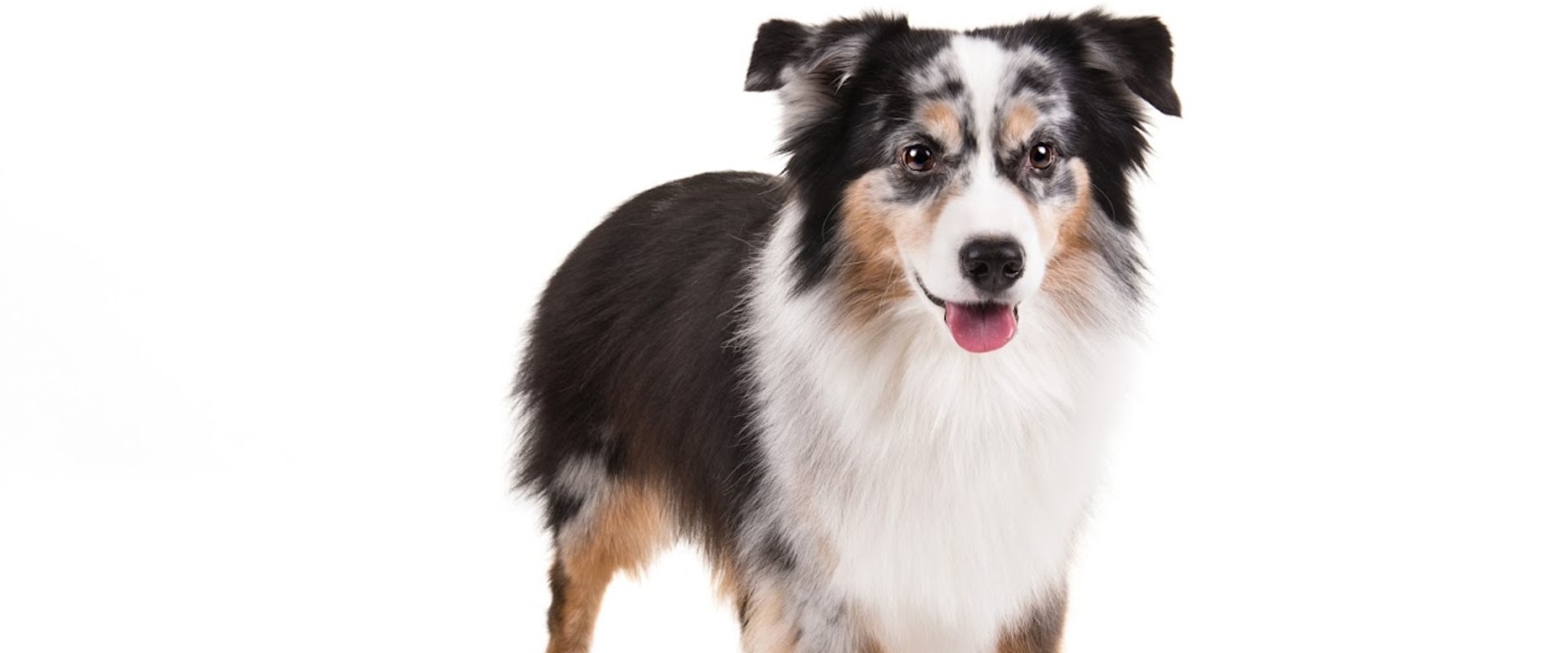 What is the most friendliest family dog?