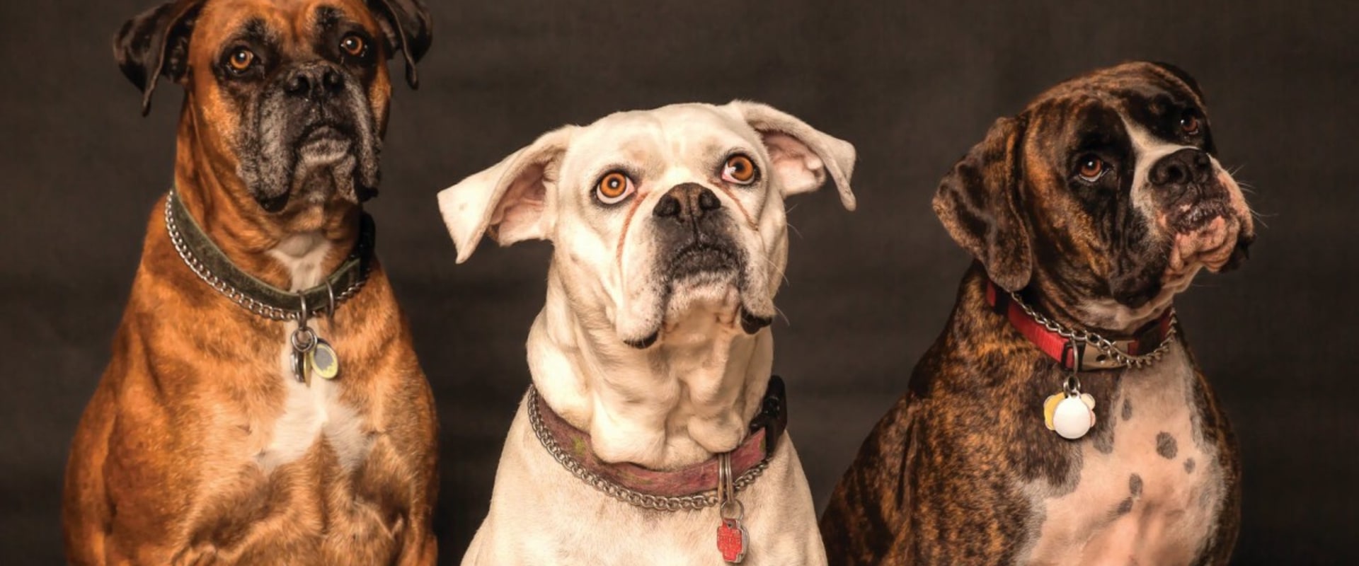 What are the top 5 dogs?