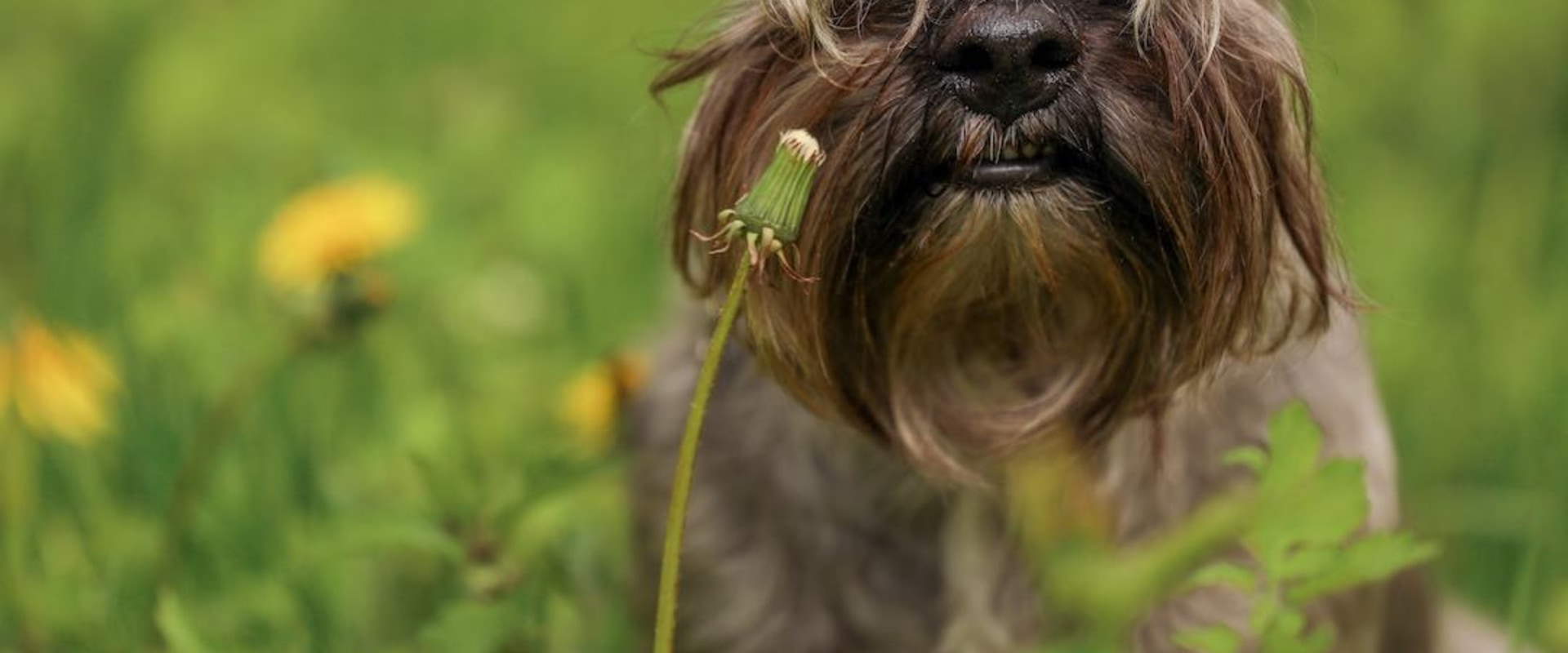 What is the least owned dog?