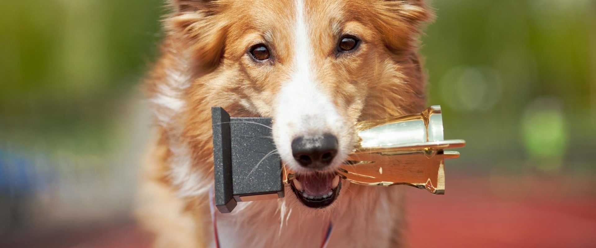 What is the smartest dog?