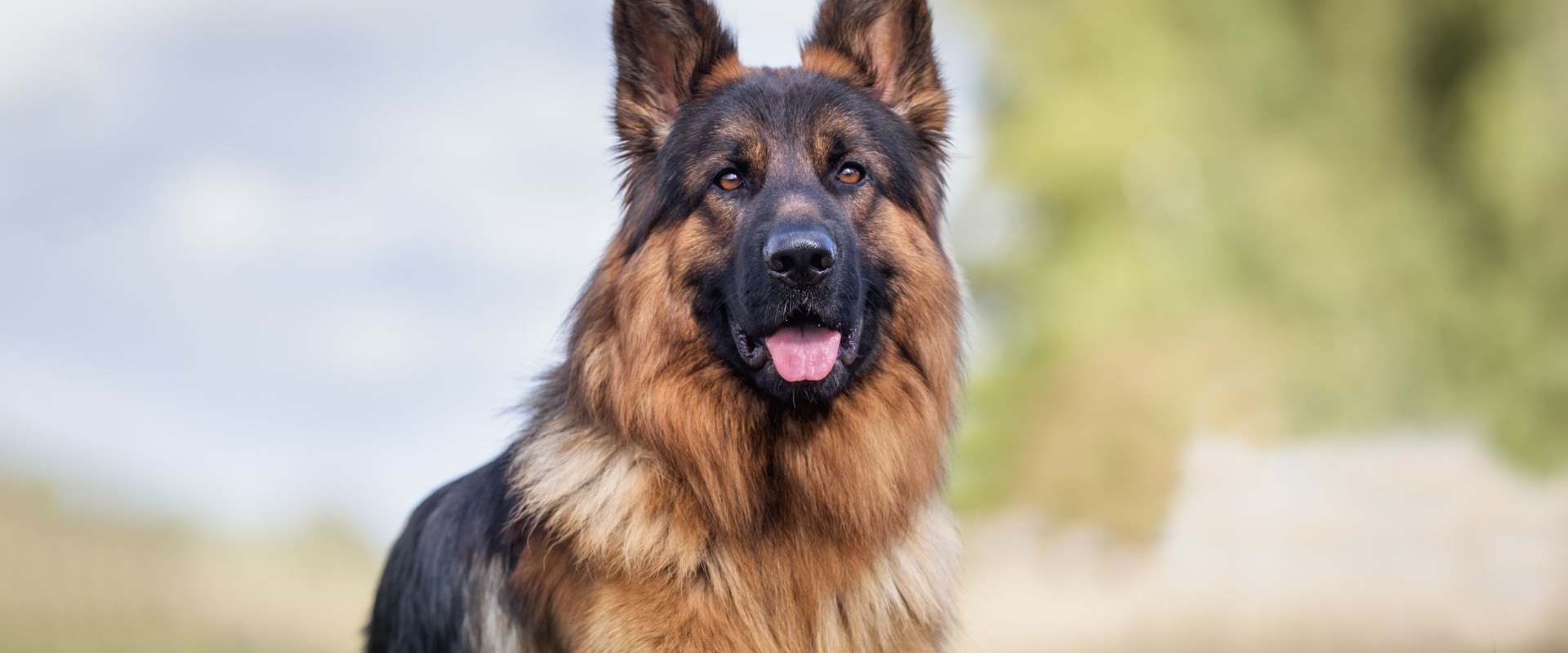 What is the greatest name for a dog?