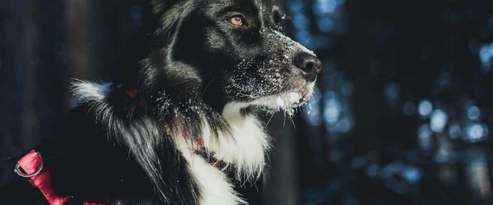 What dog name means king?