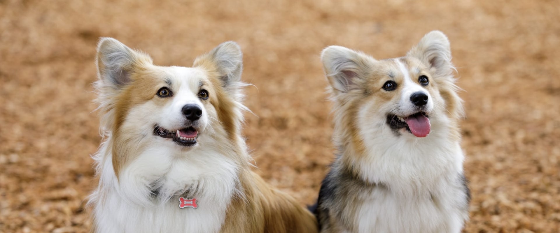 What is the easiest dog for beginners?
