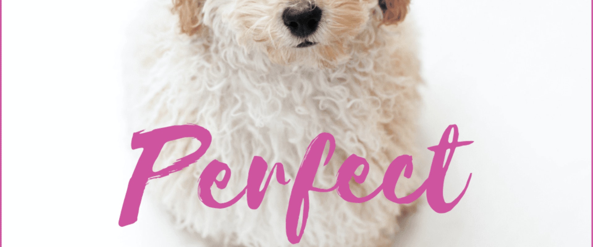 What is the coolest dog name?