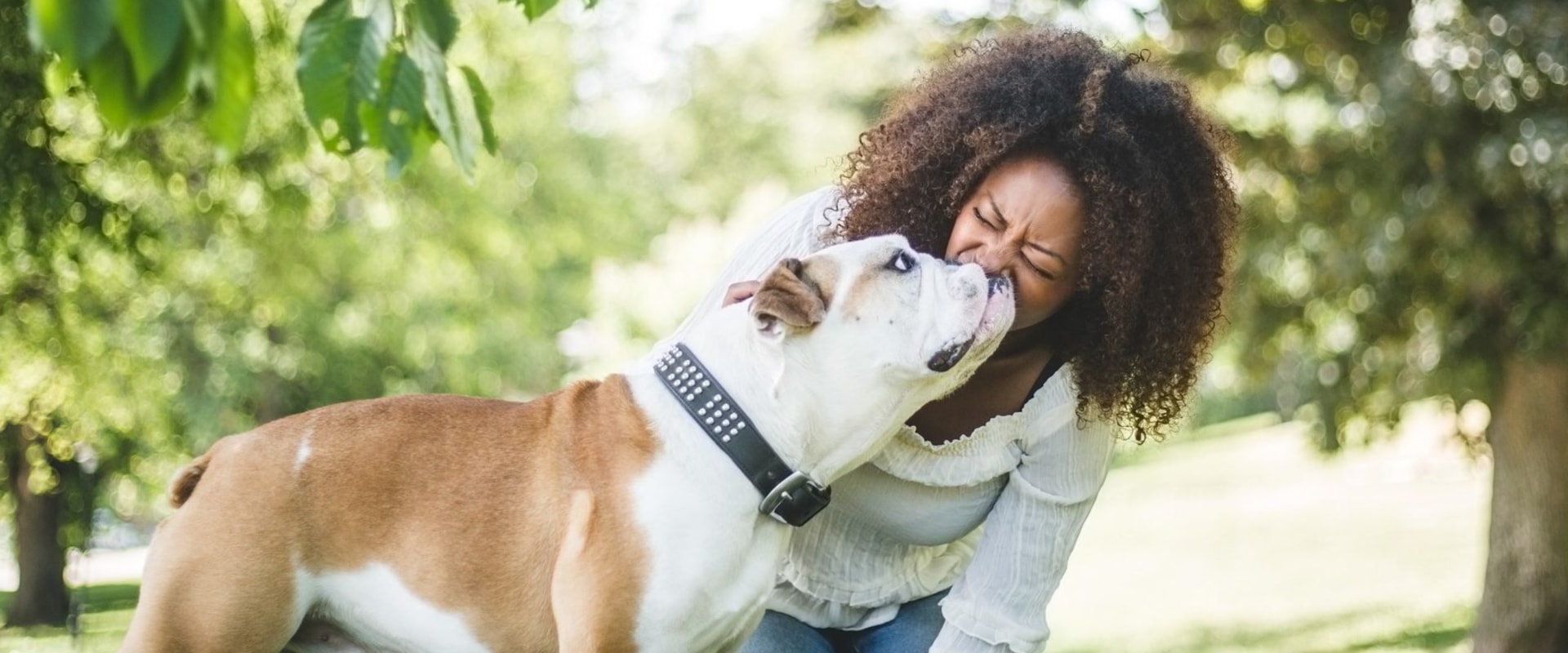 What is the calmest family dog?