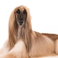 What is the best dog to own in a family?
