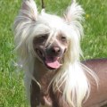 What is the weirdest dog name?