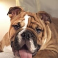 What is a badass name for a dog?