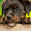 What's the best dog name ever?