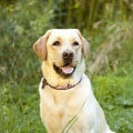 What is the coolest name for a dog?