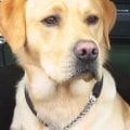 What is the best dog to own as a pet?