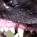 Which dog breed bites the most?