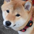 What is the most low maintenance dog?