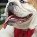 What is the easiest dog to own?