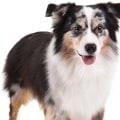 What is the most friendliest family dog?
