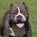 What is the number 1 dog name?