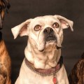 What are the top 5 dogs?