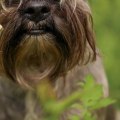 What is the least owned dog?