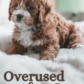 What is the #1 dog name?