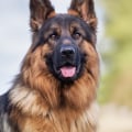 What is the greatest name for a dog?