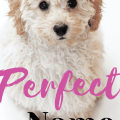 What is the coolest dog name?