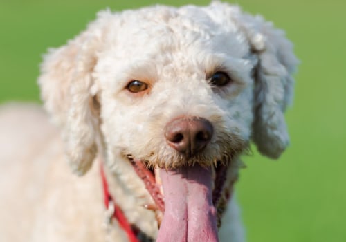What is the most rare dog name?