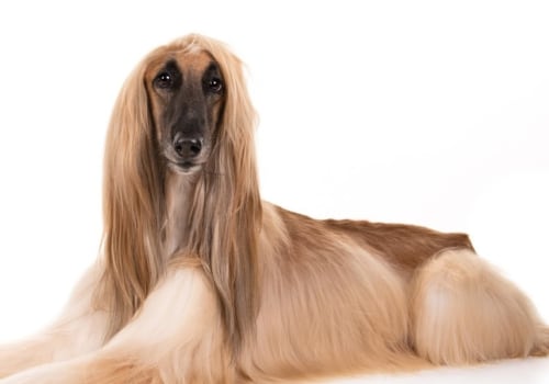 What is the best dog to own in a family?
