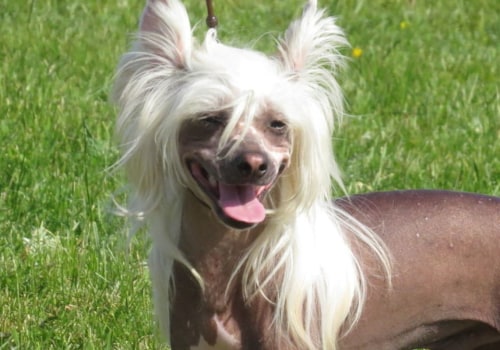 What is the weirdest dog name?