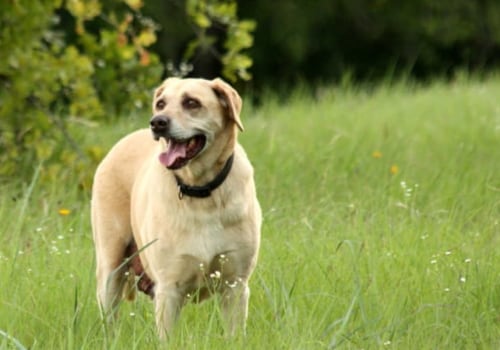 What are the 10 most popular dog?