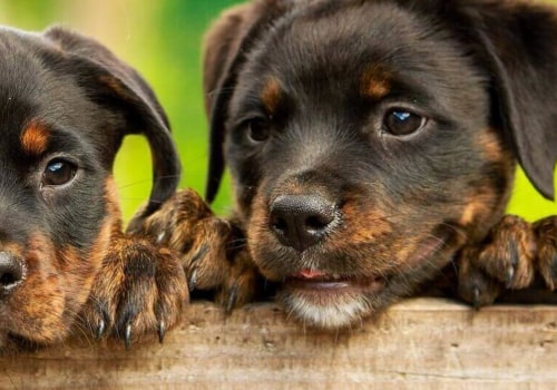 What's the best dog name ever?