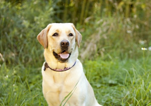 What is the coolest name for a dog?