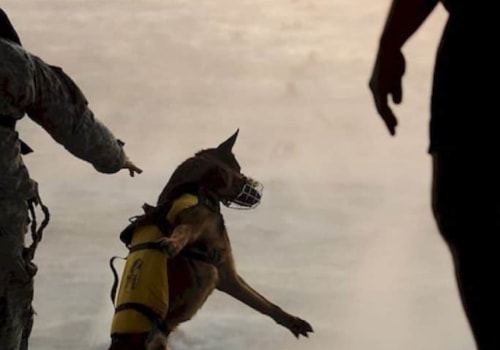 What dog name means warrior?