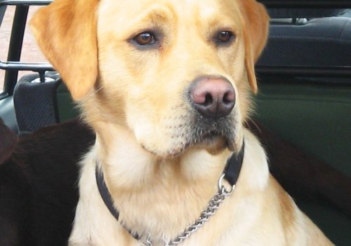 What is the best dog to own as a pet?