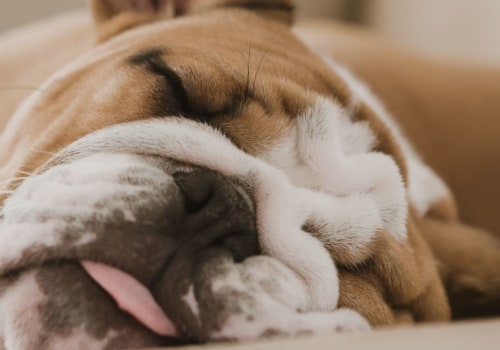 What is the best dog for lazy owners?