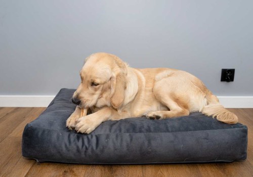 The Ultimate Guide to Dog Bedding: Exploring Comfort, Style, and Durability