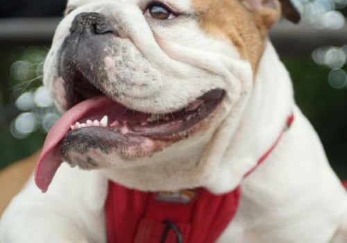 What is the easiest dog to own?