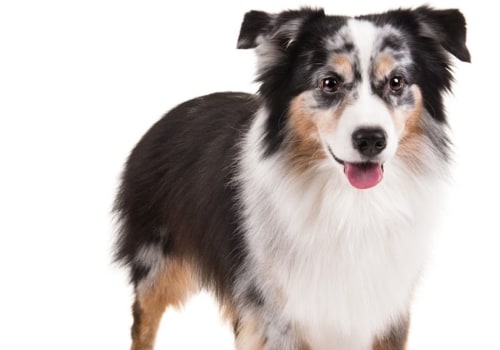 What is the most friendliest family dog?