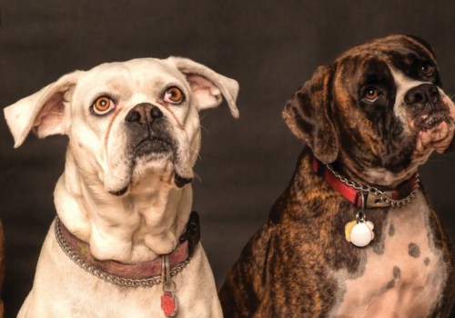 What are the top 5 dogs?