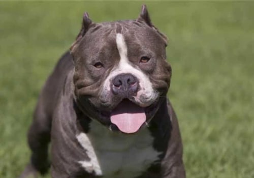 What is a powerful name for a dog?