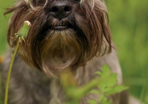 What is the least owned dog?